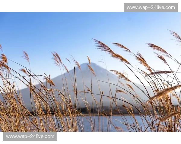 富士山的倒影vs霓虹灯的狂欢：清水与大阪，谁更懂你的“诗与远方”？